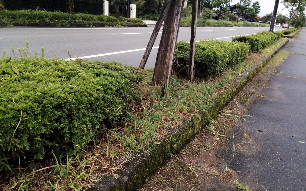 街路樹除草後