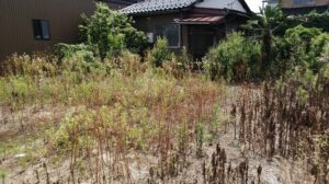 草刈り前